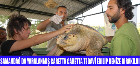 CARETTA CARETTALAR DENİZE BIRAKILDI