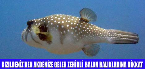 AKDENİZ'DE BALON BALIĞI UYARISI