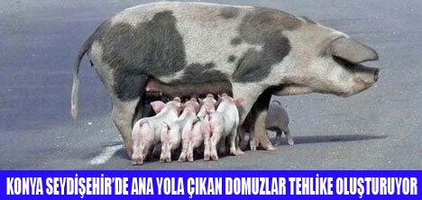 TATİLCİLER YABAN DOMUZUNA DİKKAT