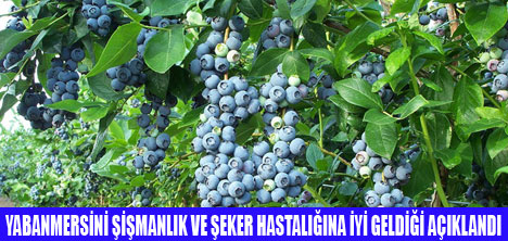 ŞEKER HASTALARINA YABANMERSİNİ