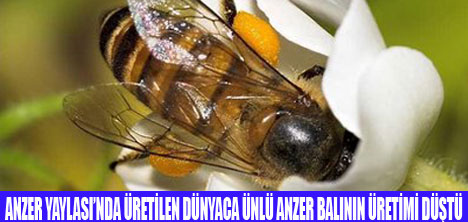 ANZER BALINDA VERİM DÜŞTÜ