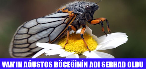 YENİ AĞUSTOS BÖCEĞİNİN ADI SERHAT