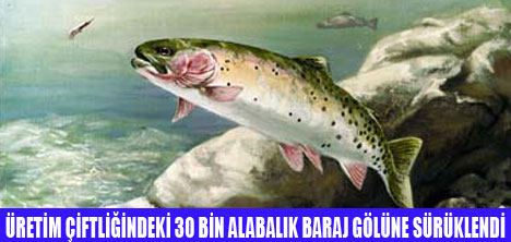 30 BİN ALABALIK SELE KAPILDI