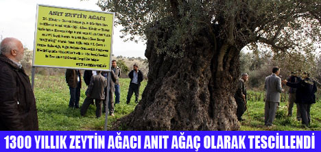 ZEYTİN AĞACI ANIT AĞAÇ OLDU