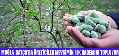 MEVSİMİN İLK BADEMİ TOPLANIYOR