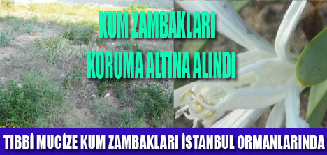 KUM ZAMBAĞI KORUMA ALTINDA