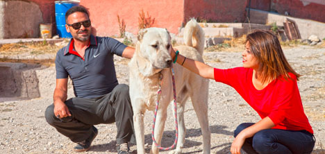 Turistlerin Yeni Gözdesi Kangal Köpekleri