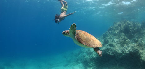 Caretta caretta’lardan güzel haber var