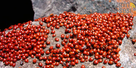 “Coccinella’ların Yaza Uyanışı”