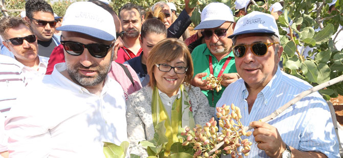 “Antepfıstığı Festivali” Karkamışı’ın Teketaşı Köyü’nde ilk kez bir tarlada hasat ile başladı 