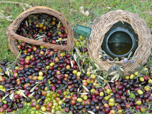 Kuşadası, 3-4 Kasım 2018 tarihlerinde düzenlenecek Kuşadası Zeytin Festivali’ne hazırlanıyor 