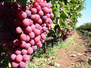 Urla, dünyanın en iyi 10 bağ rotasından birisi olmayı hedefliyor