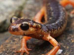 Marmaris Semenderi (Lyciasalamandra flavimembis), Dünya Doğayı Koruma Birliği’nin yayınladığı Kırmızı Listede “Tehdit altında (EN)” kategorisinde yer alıyor