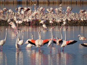 İzmir’in yavru flamingoları dünyaya gözlerini açtı