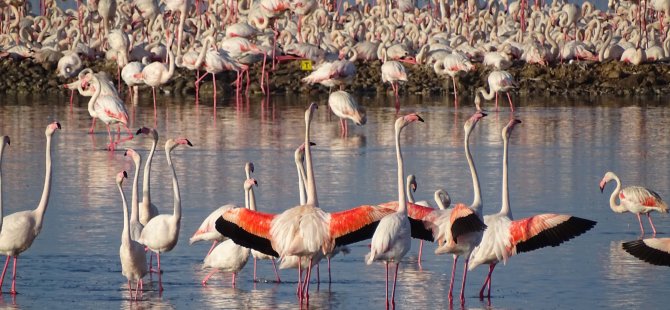 İzmir’in yavru flamingoları dünyaya gözlerini açtı