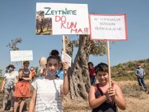 Asırlık Zeytin Ağaçları Yaşam Mücadelesi Veriyor