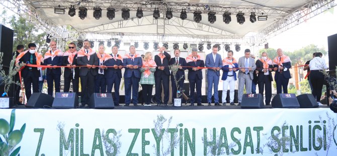 7. Milas Zeytin Hasat Şenliği Coşkuyla Geçti