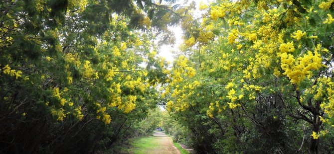 Adalar Mimoza Festivali “Mimofest” Başlıyor