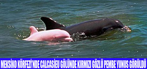 KIRMIZI GÖZLÜ PEMBE YUNUS