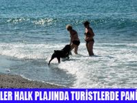 PLAJDA ROTTWEİLLER DEHŞETİ