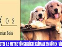 KÖPEKLER İÇİN KLİMALI VİLLALAR