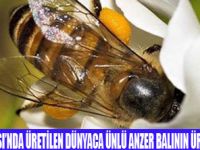 ANZER BALINDA VERİM DÜŞTÜ