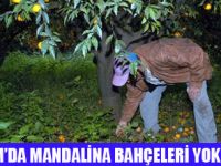 BODRUM MANDALİNASINA ALICI YOK