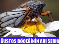 YENİ AĞUSTOS BÖCEĞİNİN ADI SERHAT