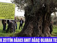 ZEYTİN AĞACI ANIT AĞAÇ OLDU