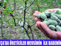 MEVSİMİN İLK BADEMİ TOPLANIYOR