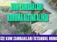 KUM ZAMBAĞI KORUMA ALTINDA