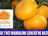 SEFERHİSARDA MANDALİNA ŞENLİĞİ