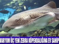 ÜÇ YENİ ZEBRA KÖPEKBALIĞI GELDİ