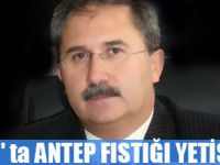 SİVAS'ta ANTEP FISTIĞI YETİŞECEK