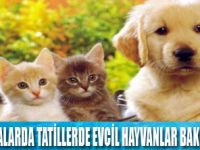 Evcil hayvanların bakımı nasıl yapılmalı?