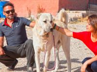 Turistlerin Yeni Gözdesi Kangal Köpekleri