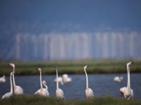 İzmir'in Gediz Deltası'nın UNESCO Dünya Doğa Mirası İlan Edilmesi İçin İmza Kampanyası Başladı