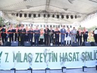 7. Milas Zeytin Hasat Şenliği Coşkuyla Geçti