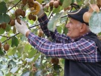 Beykoz Kivisin'de hasat başladı