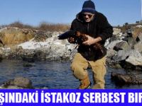 İSTAKOZ PETA SAYESİNDE SERBEST