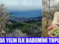 DATÇA BADEMİ AVRUPA SOFRALARINDA