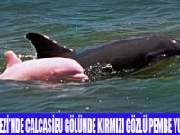 KIRMIZI GÖZLÜ PEMBE YUNUS