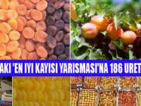 EN İYİ KAYISI YARIŞMASI