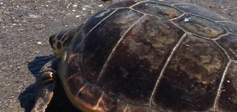 istanbul-akvaryum,caretta-caretta,2.jpg