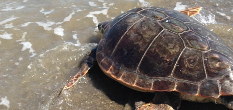 istanbul-akvaryum,caretta-caretta,4.jpg