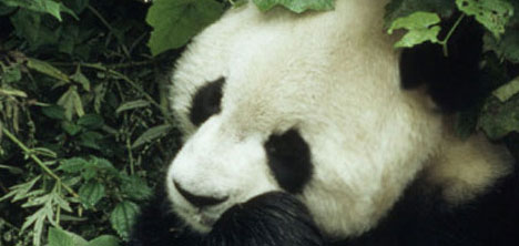 panda,pandalar,wwf-turkiye-genel-muduru-tolga-bastak,wwf-cin-doga-koruma-programlari-yoneticisi-xiaohai-liu,2.jpg