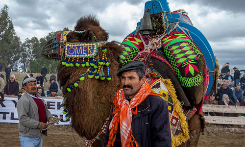 selcuk-efes-deve-guresleri,7.jpg